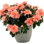 Горшечная азалия нежно-оранжевая